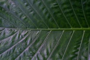 Close up of dark green leaf texture wallpaper. photo