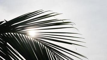 Sun light through palm leaves. Close-up of a green palm leaf. photo