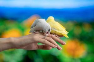 Tiny parrot yellow and white Forpus bird on hand, white parrot try to bite pearl ring. photo