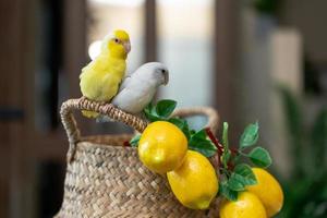 par forpus pequeño pájaro de loros diminutos se alza sobre la cesta de mimbre y limón artificial. foto