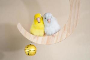 Couple Forpus, little tiny parrots bird perched on a mini crescent moon wooden swing. photo