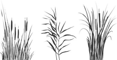 Image of a green reed or bulrush on a white background.Isolated vector drawing.