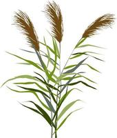 Image of a green reed or bulrush on a white background.Isolated vector drawing.