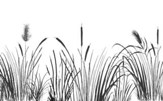 Image of a green reed or bulrush on a white background.Isolated vector drawing.