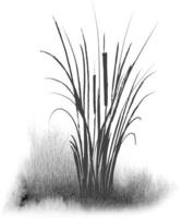 Image of a green reed or bulrush on a white background.Isolated vector drawing.