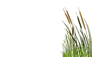 Image of a green reed or bulrush on a white background.Isolated vector drawing.