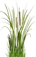 Image of a green reed or bulrush on a white background.Isolated vector drawing.
