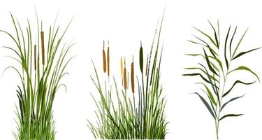 Image of a green reed or bulrush on a white background.Isolated vector drawing.