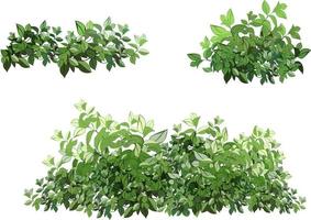 conjunto de plantas verdes ornamentales en forma de seto. arbusto de jardín realista, arbusto de temporada, boj, follaje de arbusto de corona de árbol. vector