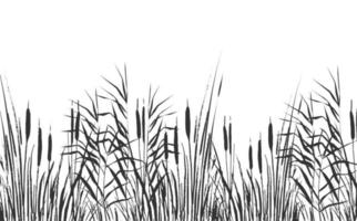 Image of a green reed or bulrush on a white background.Isolated vector drawing.