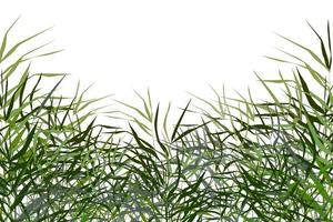 Image of a green reed or bulrush on a white background.Isolated vector drawing.