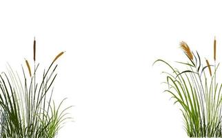 Image of a green reed or bulrush on a white background.Isolated vector drawing.