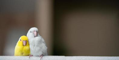 par de diminutos loros periquitos pájaro forpus blanco y amarillo. foto