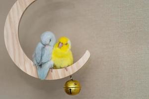 Couple Forpus, little tiny parrots bird perched on a mini crescent moon wooden swing. photo