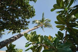 palmera de coco en la playa de arena con cielo azul. foto