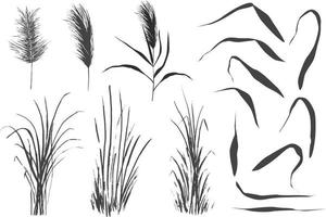 Image of a green reed or bulrush on a white background.Isolated vector drawing.