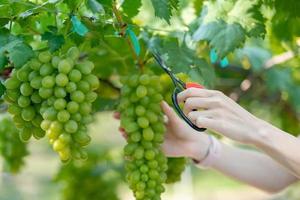 Woman hand harvesting grapes outdoors in vineyard. photo