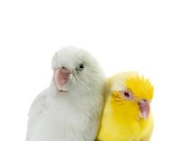 Pair of tiny parrot parakeet white and yellow Forpus bird. photo