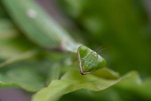 Mantis on the green leaf. African mantis, giant African mantis or bush mantis. photo