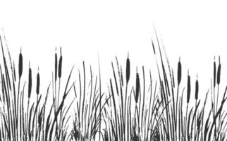 Image of a green reed or bulrush on a white background.Isolated vector drawing.