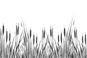 Image of a green reed or bulrush on a white background.Isolated vector drawing.