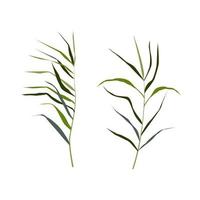 Image of a green reed or bulrush on a white background.Isolated vector drawing.