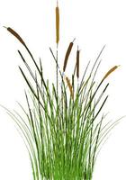 Image of a green reed or bulrush on a white background.Isolated vector drawing.