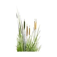 Image of a green reed or bulrush on a white background.Isolated vector drawing.