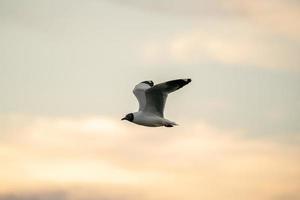 Seagull flying in the cloudy sky. photo