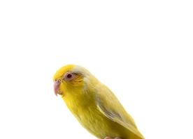 pequeño loro amarillo periquito forpus pájaro, fondo de aislamiento blanco. foto