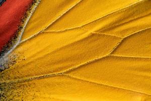 Macro close up of red and yellow butterfly wings in texture background pattern. photo