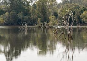 Trees and bird in the forest around a lake, sticking out of the water from Lake. photo