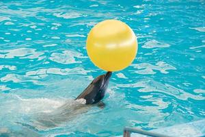 Dolphin playing in the pool water with yellow ball. photo