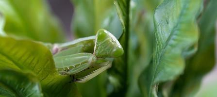 Mantis on the green leaf. African mantis, giant African mantis or bush mantis. photo