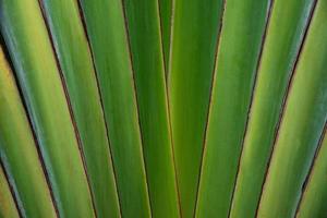 Close up shaped leaves of traveller's palm, leaves pattern background of traveller's Palm. photo