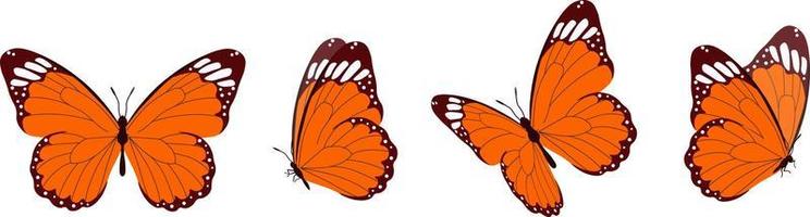 conjunto vectorial de hermosas mariposas coloridas sobre un fondo blanco vector