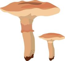 Autumn Mushrooms isolated Vector illustration on white background