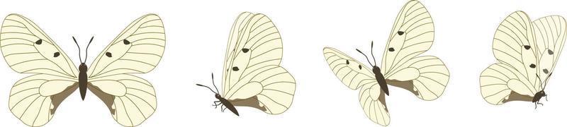 conjunto vectorial de hermosas mariposas coloridas sobre un fondo blanco vector