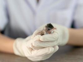 primer plano de las manos de los veterinarios en guantes quirúrgicos sosteniendo un pájaro pequeño, después de ser atacado y herido por un gato. foto