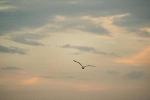 Seagull flying in the cloudy sky. photo