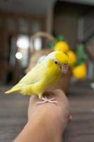 Forpus little tiny Parrots bird is perched on the hand. photo