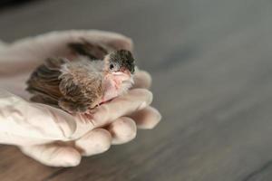 primer plano de las manos de los veterinarios en guantes quirúrgicos sosteniendo un pájaro pequeño, después de ser atacado y herido por un gato. foto