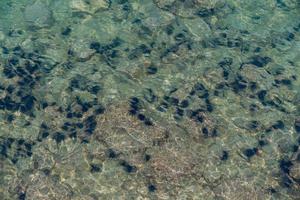 Sea urchins under the sea near water surface. photo