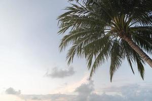 palmeras tropicales de coco contra el cielo azul y la luz del sol. foto