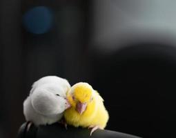 par de diminutos loros periquitos pájaro forpus blanco y amarillo. foto