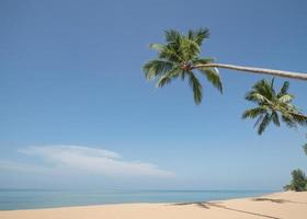 palmera de coco en la playa de arena con cielo azul. foto