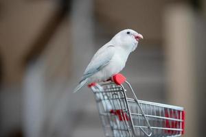 Tiny white parrot parakeet Forpus bird on little shopping cart. photo