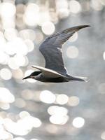 golondrina de mar bigotuda en vuelo con las alas abiertas sobre el hermoso océano. foto