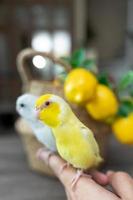 par forpus pequeño pájaro de loros diminutos se alza sobre la mano. foto