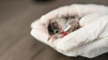 primer plano de las manos de los veterinarios en guantes quirúrgicos sosteniendo un pájaro pequeño, después de ser atacado y herido por un gato. foto